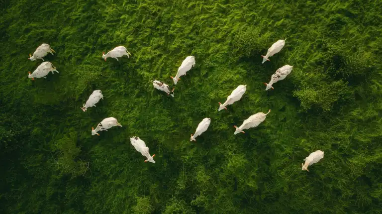 Création de ruminants et durabilité: mesures, systèmes et santé