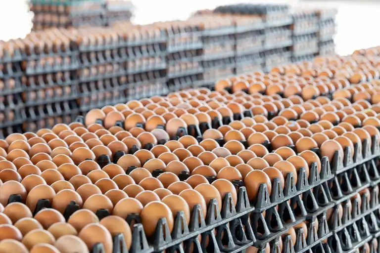 Oeufs élevés: la consommation augmente et le secteur s'adapte en France