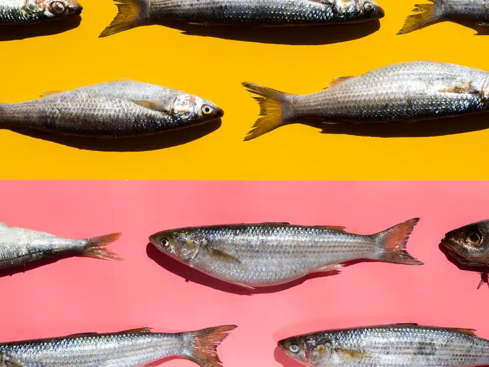 Poisson hors de l'assiette, réalité à l'intérieur de la tête
