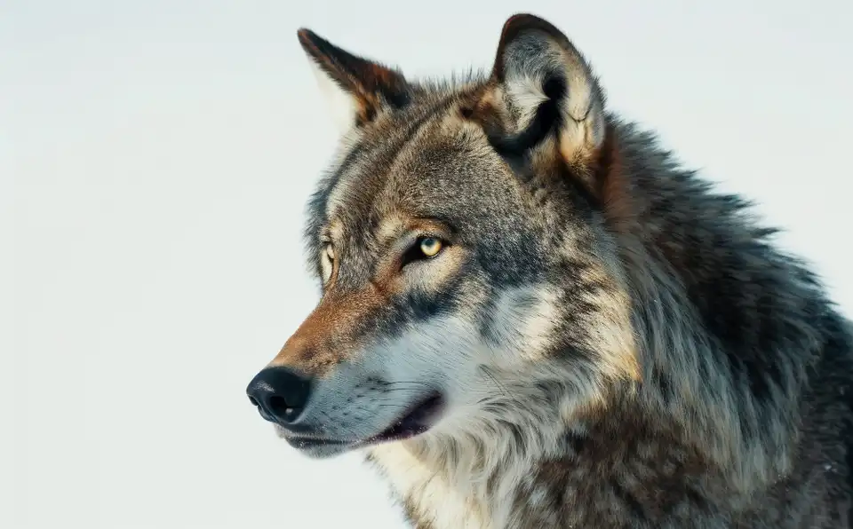 Le loup, le poisson et ce que nous appelons publicité trompeuse