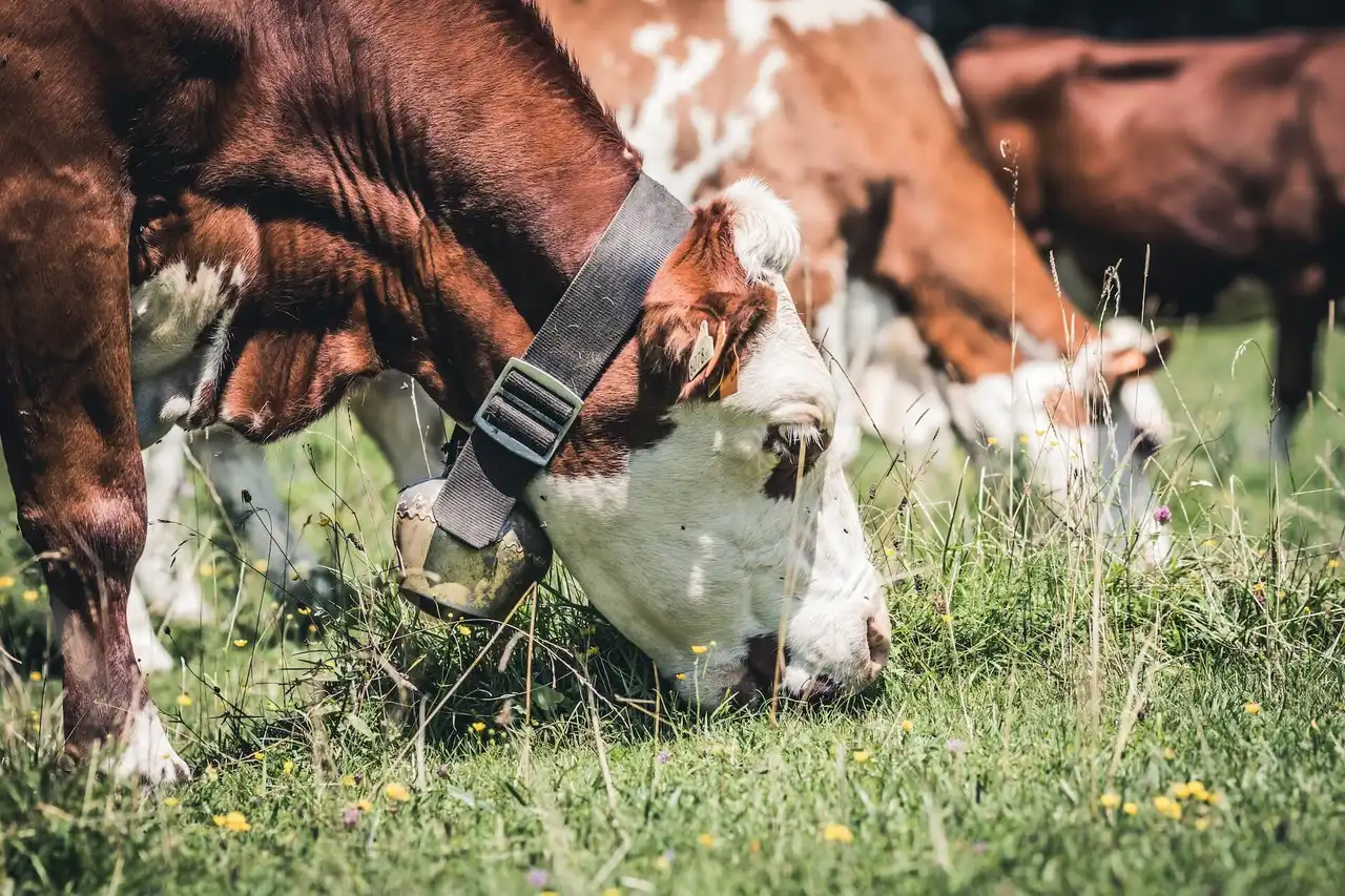 Mission Technique: Agriculture et Elevage