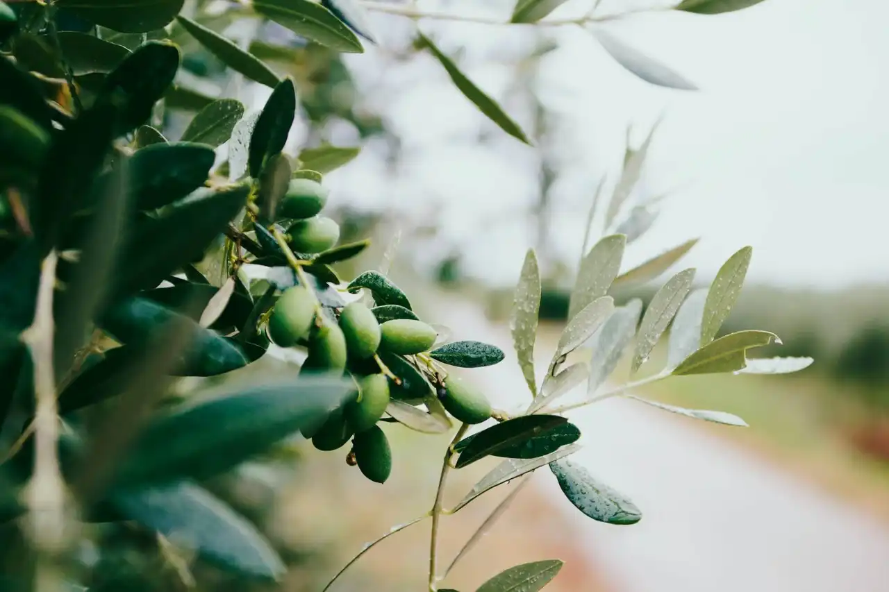 Mission technique : Oliviers, olives de table et huile d'olive